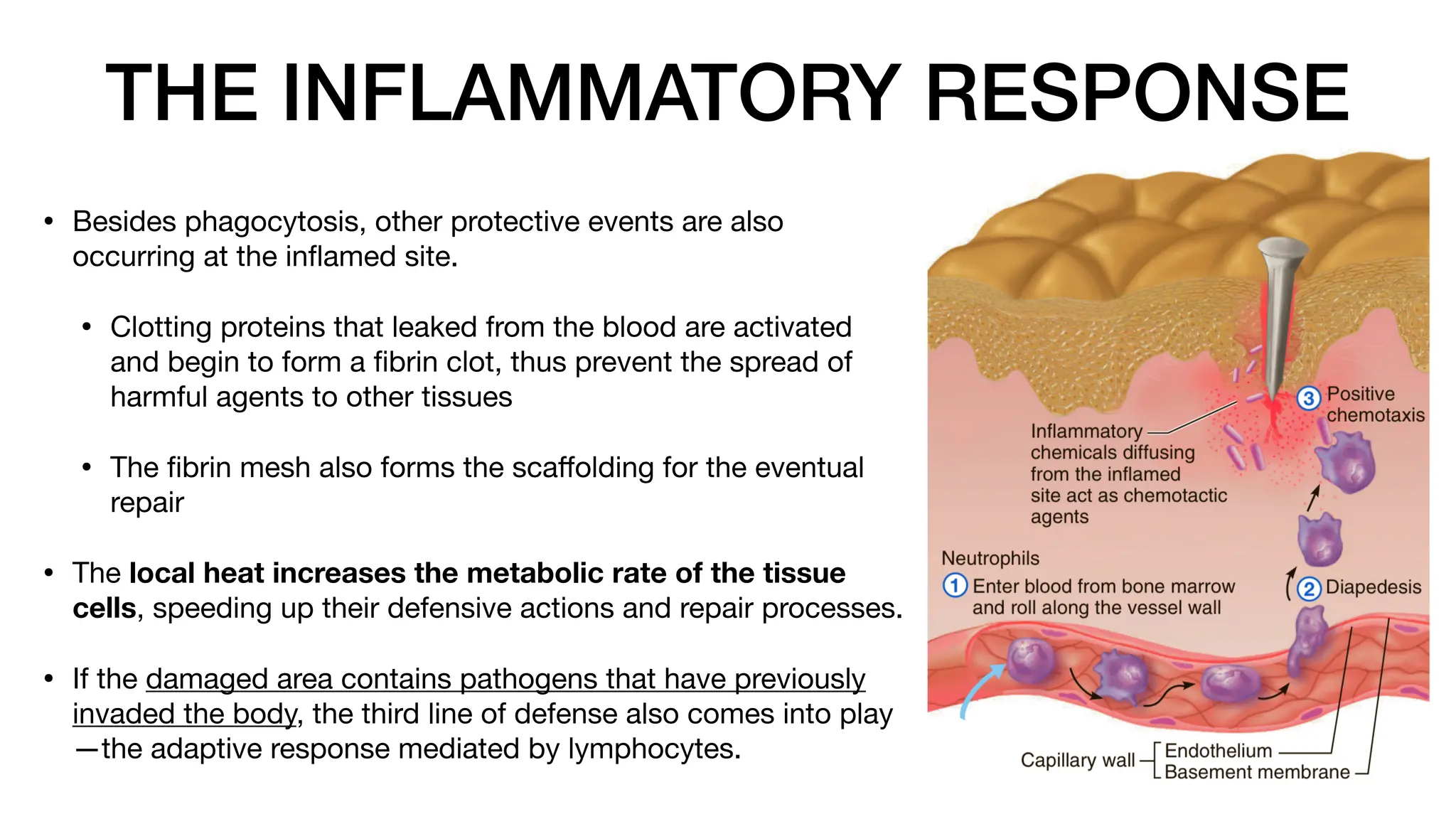 THE INFLAMMATORY RESPONSE
• Besides phagocytosis, other protective events are also
occurring at the in
fl
amed site.
• Clotting proteins that leaked from the blood are activated
and begin to form a
fi
brin clot, thus prevent the spread of
harmful agents to other tissues
• The
fi
brin mesh also forms the sca
ff
olding for the eventual
repair
• The local heat increases the metabolic rate of the tissue
cells, speeding up their defensive actions and repair processes.
• If the damaged area contains pathogens that have previously
invaded the body, the third line of defense also comes into play
—the adaptive response mediated by lymphocytes.
 