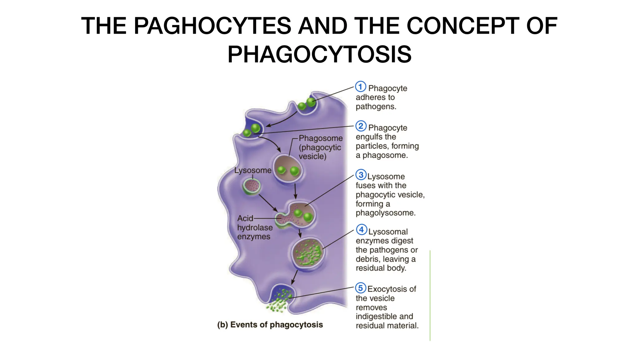 THE PAGHOCYTES AND THE CONCEPT OF
PHAGOCYTOSIS
 
