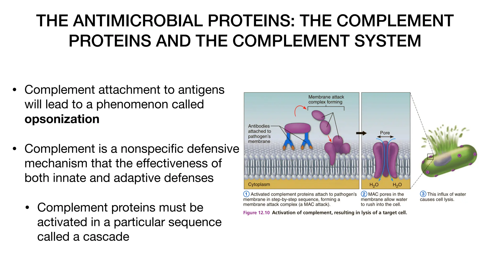THE ANTIMICROBIAL PROTEINS: THE COMPLEMENT
PROTEINS AND THE COMPLEMENT SYSTEM
• Complement attachment to antigens
will lead to a phenomenon called
opsonization
• Complement is a nonspeci
fi
c defensive
mechanism that the e
ff
ectiveness of
both innate and adaptive defenses
• Complement proteins must be
activated in a particular sequence
called a cascade
 