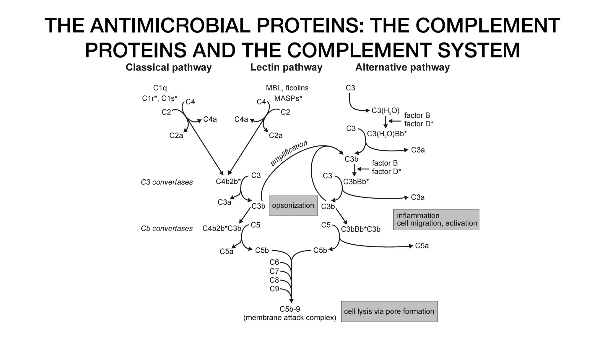 THE ANTIMICROBIAL PROTEINS: THE COMPLEMENT
PROTEINS AND THE COMPLEMENT SYSTEM
 