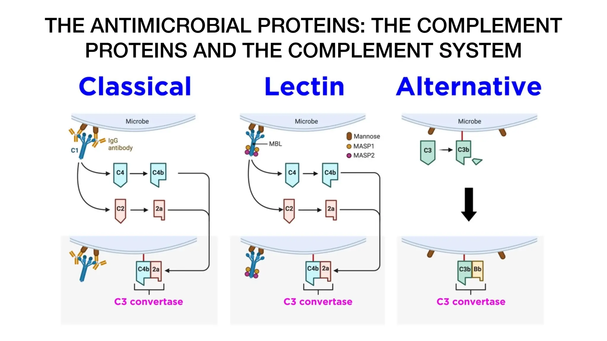 THE ANTIMICROBIAL PROTEINS: THE COMPLEMENT
PROTEINS AND THE COMPLEMENT SYSTEM
 