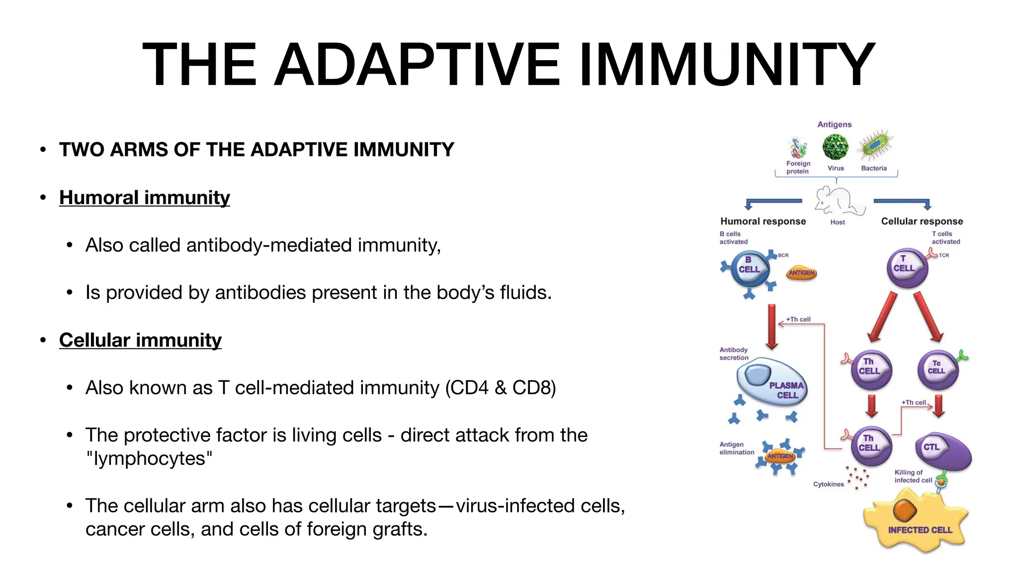 THE ADAPTIVE IMMUNITY
• TWO ARMS OF THE ADAPTIVE IMMUNITY
• Humoral immunity
• Also called antibody-mediated immunity,
• Is provided by antibodies present in the body’s
fl
uids.
• Cellular immunity
• Also known as T cell-mediated immunity (CD4 & CD8)
• The protective factor is living cells - direct attack from the
"lymphocytes"
• The cellular arm also has cellular targets—virus-infected cells,
cancer cells, and cells of foreign grafts.
 