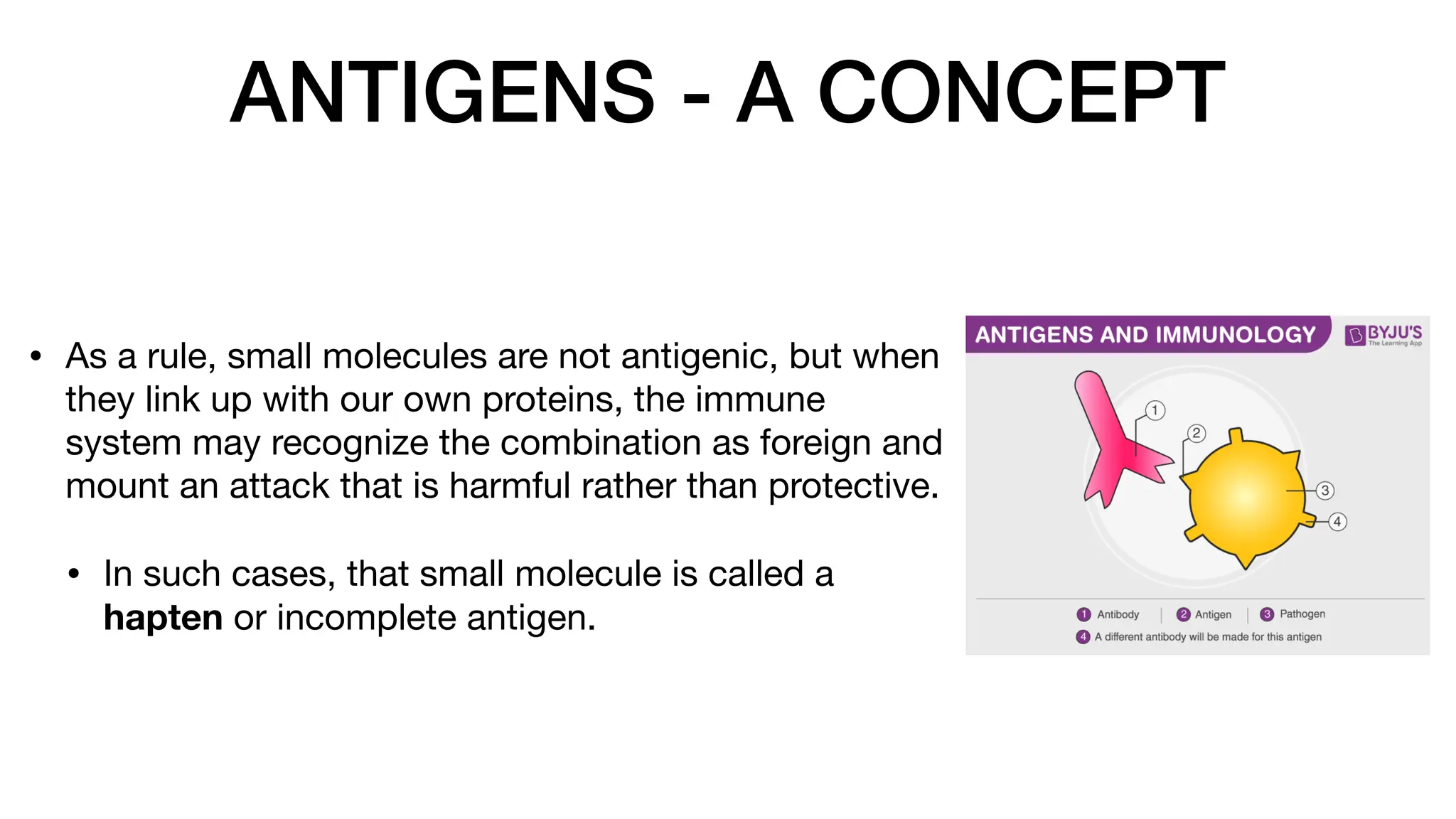ANTIGENS - A CONCEPT
• As a rule, small molecules are not antigenic, but when
they link up with our own proteins, the immune
system may recognize the combination as foreign and
mount an attack that is harmful rather than protective.
• In such cases, that small molecule is called a
hapten or incomplete antigen.
 
