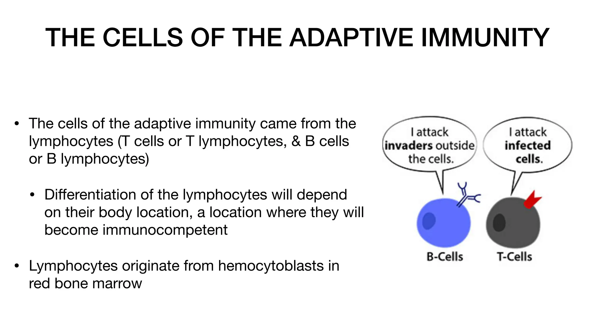 THE CELLS OF THE ADAPTIVE IMMUNITY
• The cells of the adaptive immunity came from the
lymphocytes (T cells or T lymphocytes, & B cells
or B lymphocytes)
• Di
ff
erentiation of the lymphocytes will depend
on their body location, a location where they will
become immunocompetent
• Lymphocytes originate from hemocytoblasts in
red bone marrow
 