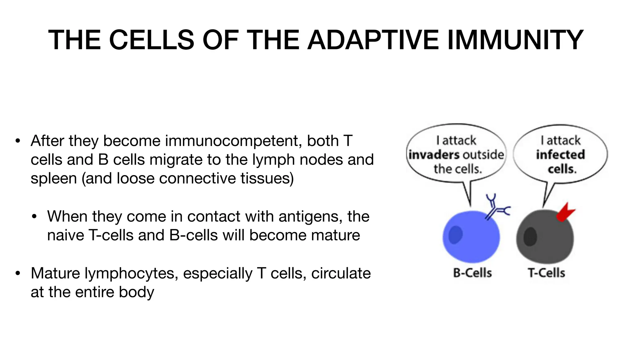 THE CELLS OF THE ADAPTIVE IMMUNITY
• After they become immunocompetent, both T
cells and B cells migrate to the lymph nodes and
spleen (and loose connective tissues)
• When they come in contact with antigens, the
naive T-cells and B-cells will become mature
• Mature lymphocytes, especially T cells, circulate
at the entire body
 