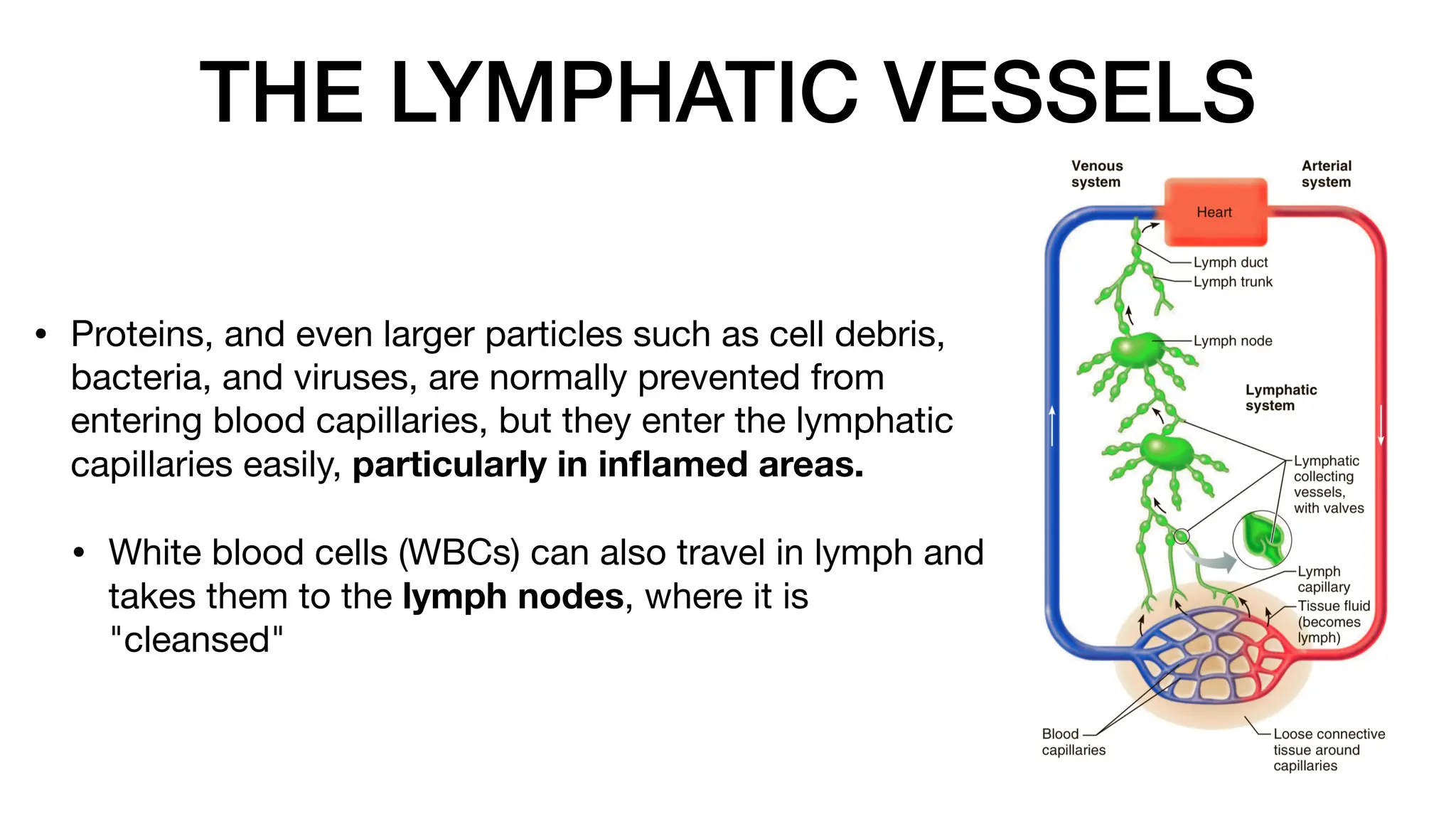 THE LYMPHATIC VESSELS
• Proteins, and even larger particles such as cell debris,
bacteria, and viruses, are normally prevented from
entering blood capillaries, but they enter the lymphatic
capillaries easily, particularly in in
fl
amed areas.
• White blood cells (WBCs) can also travel in lymph and
takes them to the lymph nodes, where it is
"cleansed"
 