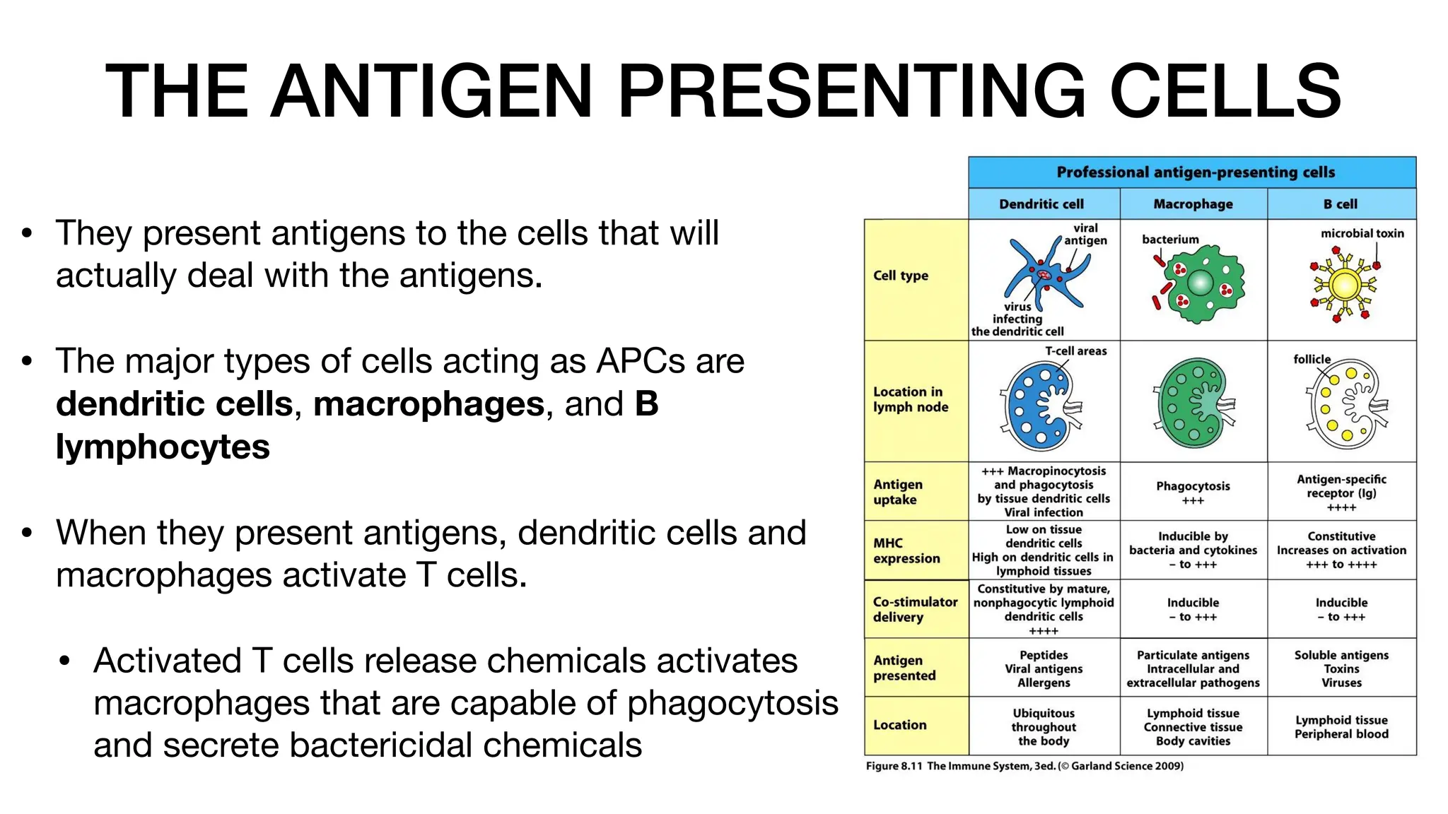 THE ANTIGEN PRESENTING CELLS
• They present antigens to the cells that will
actually deal with the antigens.
• The major types of cells acting as APCs are
dendritic cells, macrophages, and B
lymphocytes
• When they present antigens, dendritic cells and
macrophages activate T cells.
• Activated T cells release chemicals activates
macrophages that are capable of phagocytosis
and secrete bactericidal chemicals
 