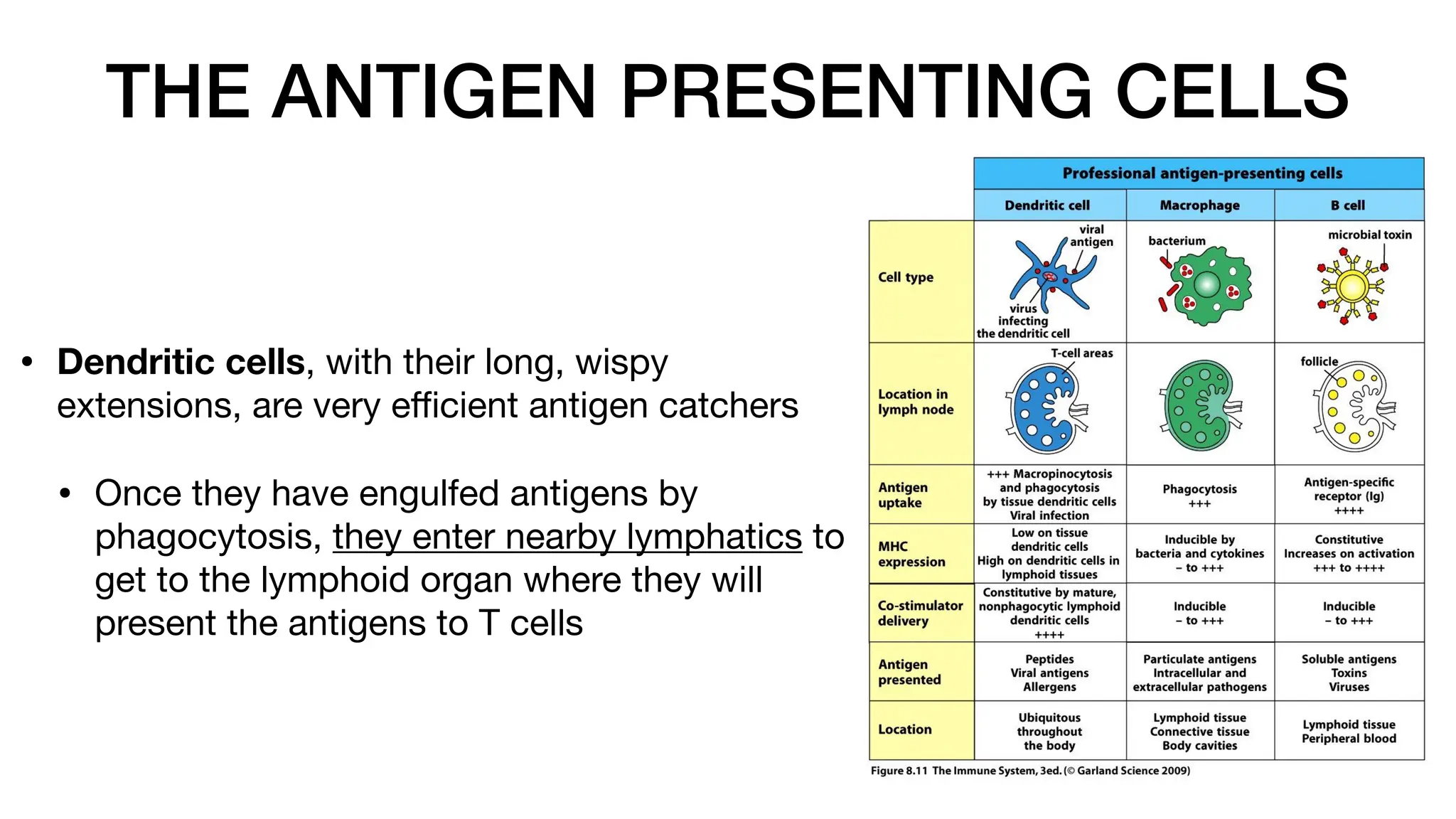 THE ANTIGEN PRESENTING CELLS
• Dendritic cells, with their long, wispy
extensions, are very e
ffi
cient antigen catchers
• Once they have engulfed antigens by
phagocytosis, they enter nearby lymphatics to
get to the lymphoid organ where they will
present the antigens to T cells
 