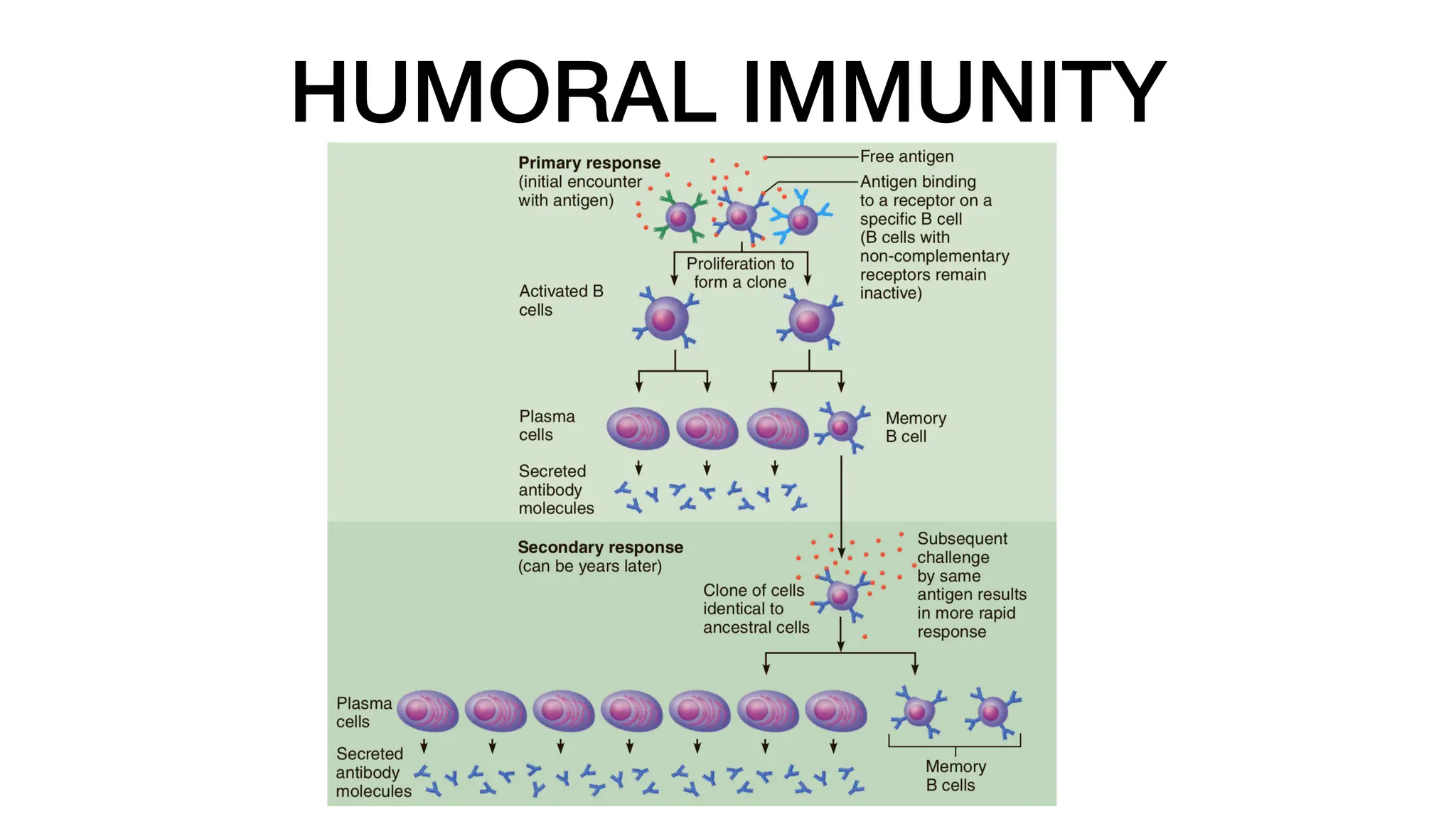 HUMORAL IMMUNITY
 