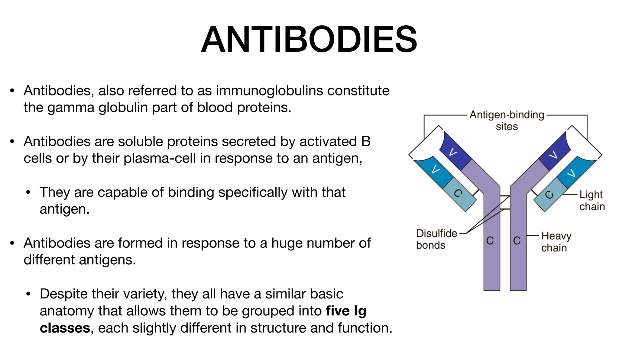 ANTIBODIES
• Antibodies, also referred to as immunoglobulins constitute
the gamma globulin part of blood proteins.
• Antibodies are soluble proteins secreted by activated B
cells or by their plasma-cell in response to an antigen,
• They are capable of binding speci
fi
cally with that
antigen.
• Antibodies are formed in response to a huge number of
di
ff
erent antigens.
• Despite their variety, they all have a similar basic
anatomy that allows them to be grouped into
fi
ve Ig
classes, each slightly di
ff
erent in structure and function.
 