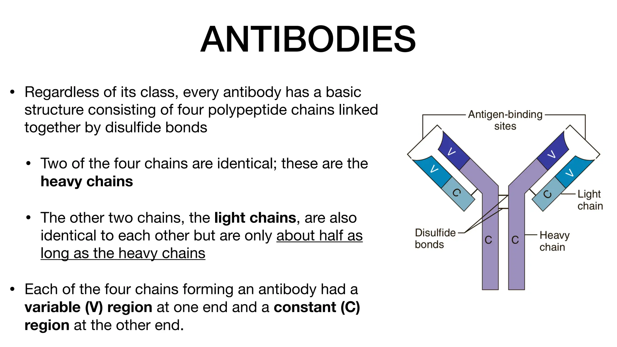 ANTIBODIES
• Regardless of its class, every antibody has a basic
structure consisting of four polypeptide chains linked
together by disul
fi
de bonds
• Two of the four chains are identical; these are the
heavy chains
• The other two chains, the light chains, are also
identical to each other but are only about half as
long as the heavy chains
• Each of the four chains forming an antibody had a
variable (V) region at one end and a constant (C)
region at the other end.
 