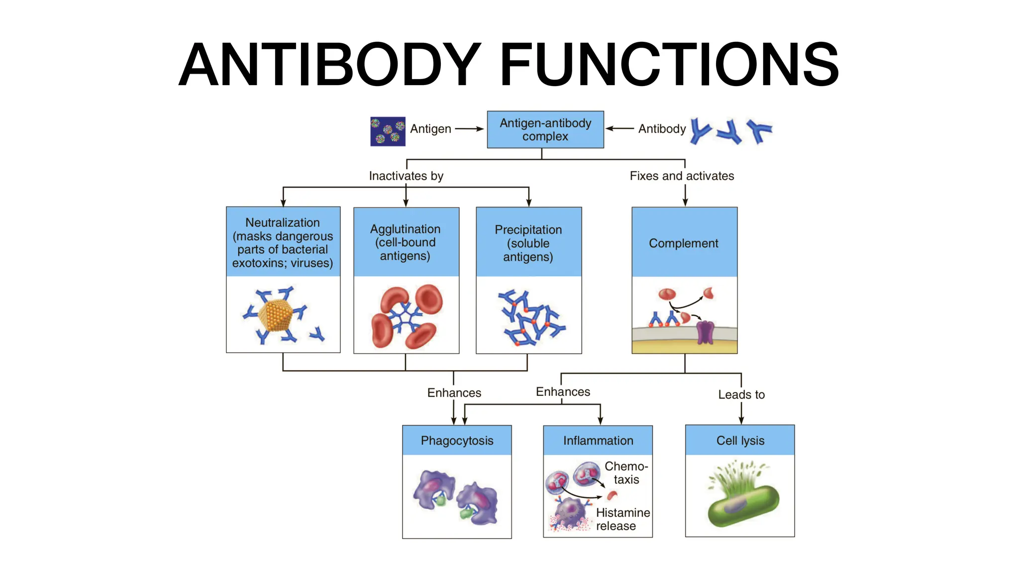 ANTIBODY FUNCTIONS
 