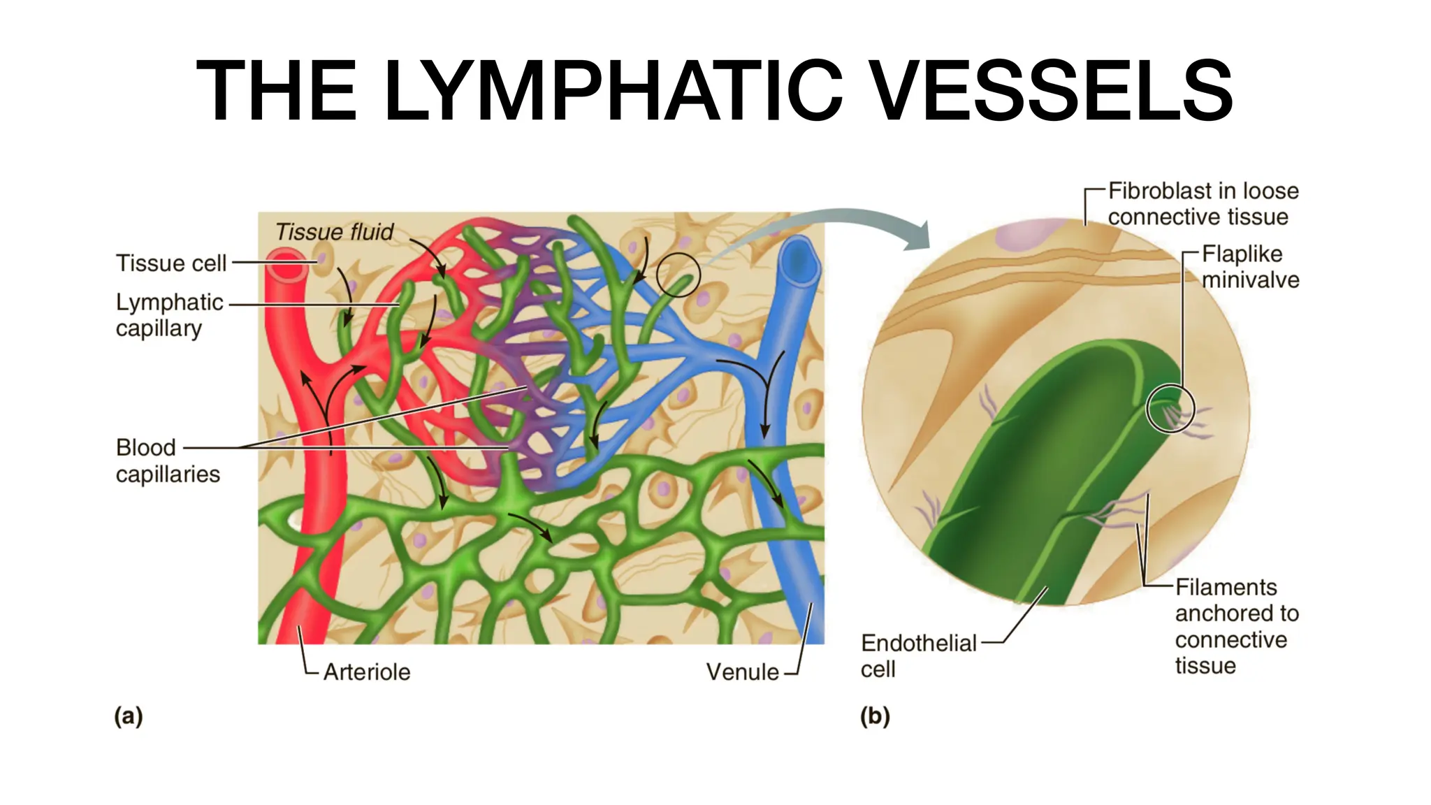 THE LYMPHATIC VESSELS
 
