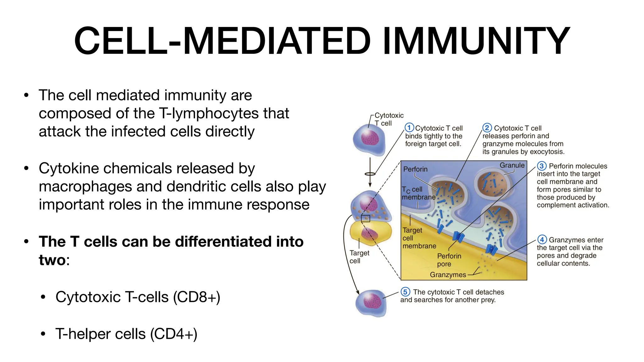 CELL-MEDIATED IMMUNITY
• The cell mediated immunity are
composed of the T-lymphocytes that
attack the infected cells directly
• Cytokine chemicals released by
macrophages and dendritic cells also play
important roles in the immune response
• The T cells can be di
ff
erentiated into
two:
• Cytotoxic T-cells (CD8+)
• T-helper cells (CD4+)
 