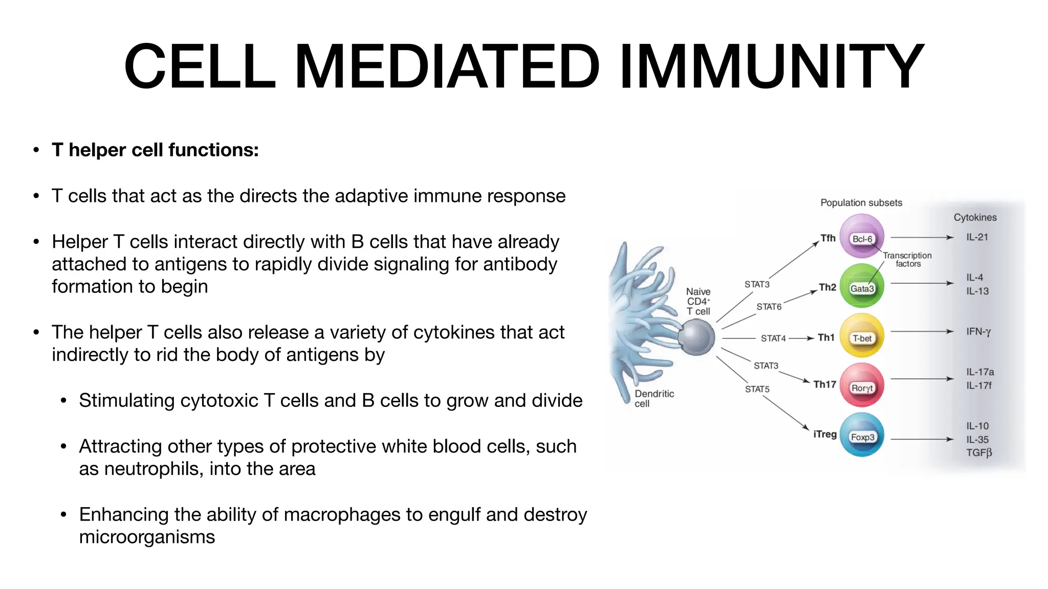 CELL MEDIATED IMMUNITY
• T helper cell functions:
• T cells that act as the directs the adaptive immune response
• Helper T cells interact directly with B cells that have already
attached to antigens to rapidly divide signaling for antibody
formation to begin
• The helper T cells also release a variety of cytokines that act
indirectly to rid the body of antigens by
• Stimulating cytotoxic T cells and B cells to grow and divide
• Attracting other types of protective white blood cells, such
as neutrophils, into the area
• Enhancing the ability of macrophages to engulf and destroy
microorganisms
 