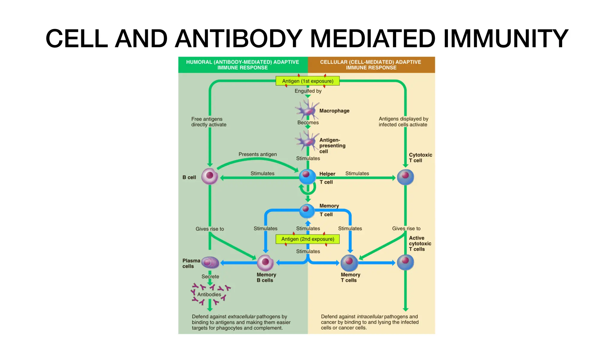 CELL AND ANTIBODY MEDIATED IMMUNITY
 
