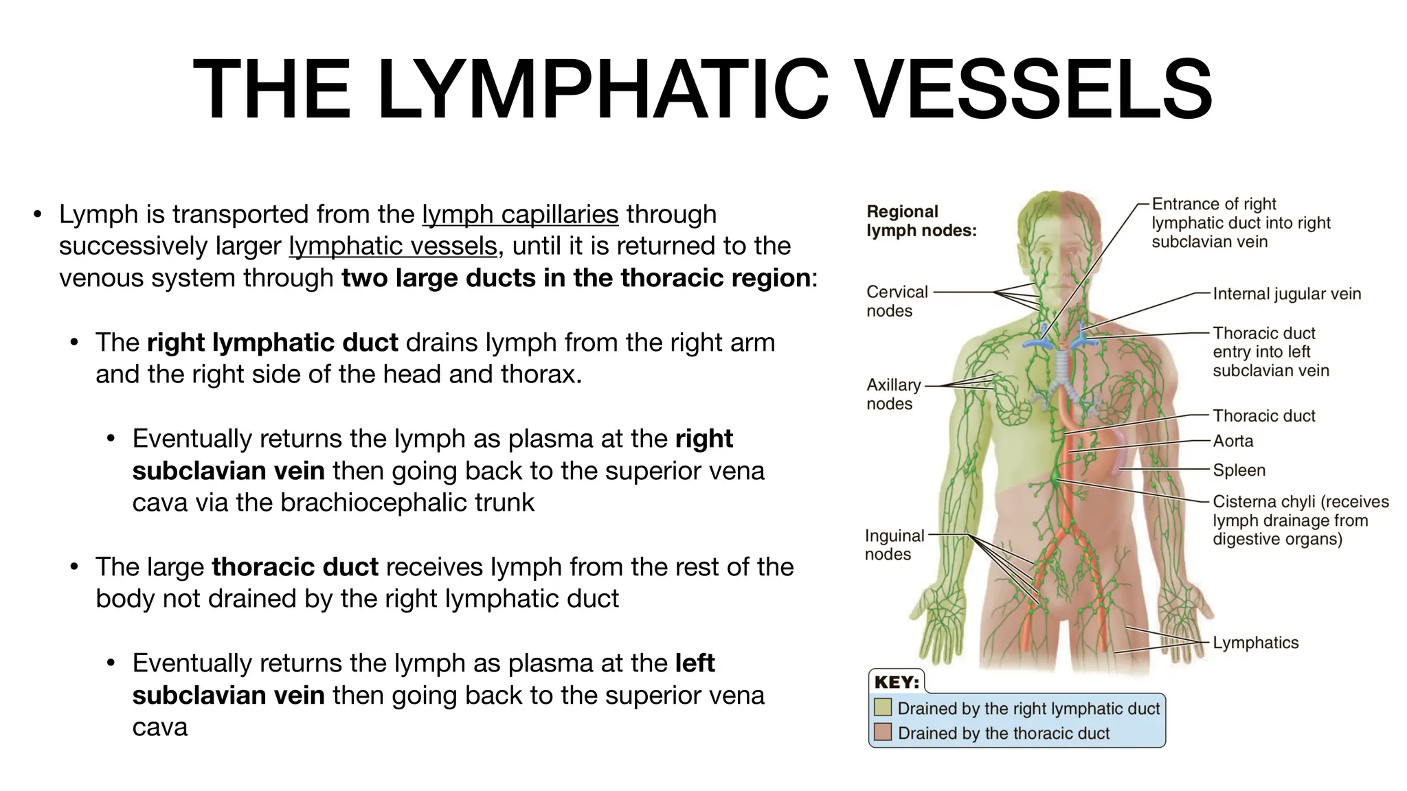 THE LYMPHATIC VESSELS
• Lymph is transported from the lymph capillaries through
successively larger lymphatic vessels, until it is returned to the
venous system through two large ducts in the thoracic region:
• The right lymphatic duct drains lymph from the right arm
and the right side of the head and thorax.
• Eventually returns the lymph as plasma at the right
subclavian vein then going back to the superior vena
cava via the brachiocephalic trunk
• The large thoracic duct receives lymph from the rest of the
body not drained by the right lymphatic duct
• Eventually returns the lymph as plasma at the left
subclavian vein then going back to the superior vena
cava
 