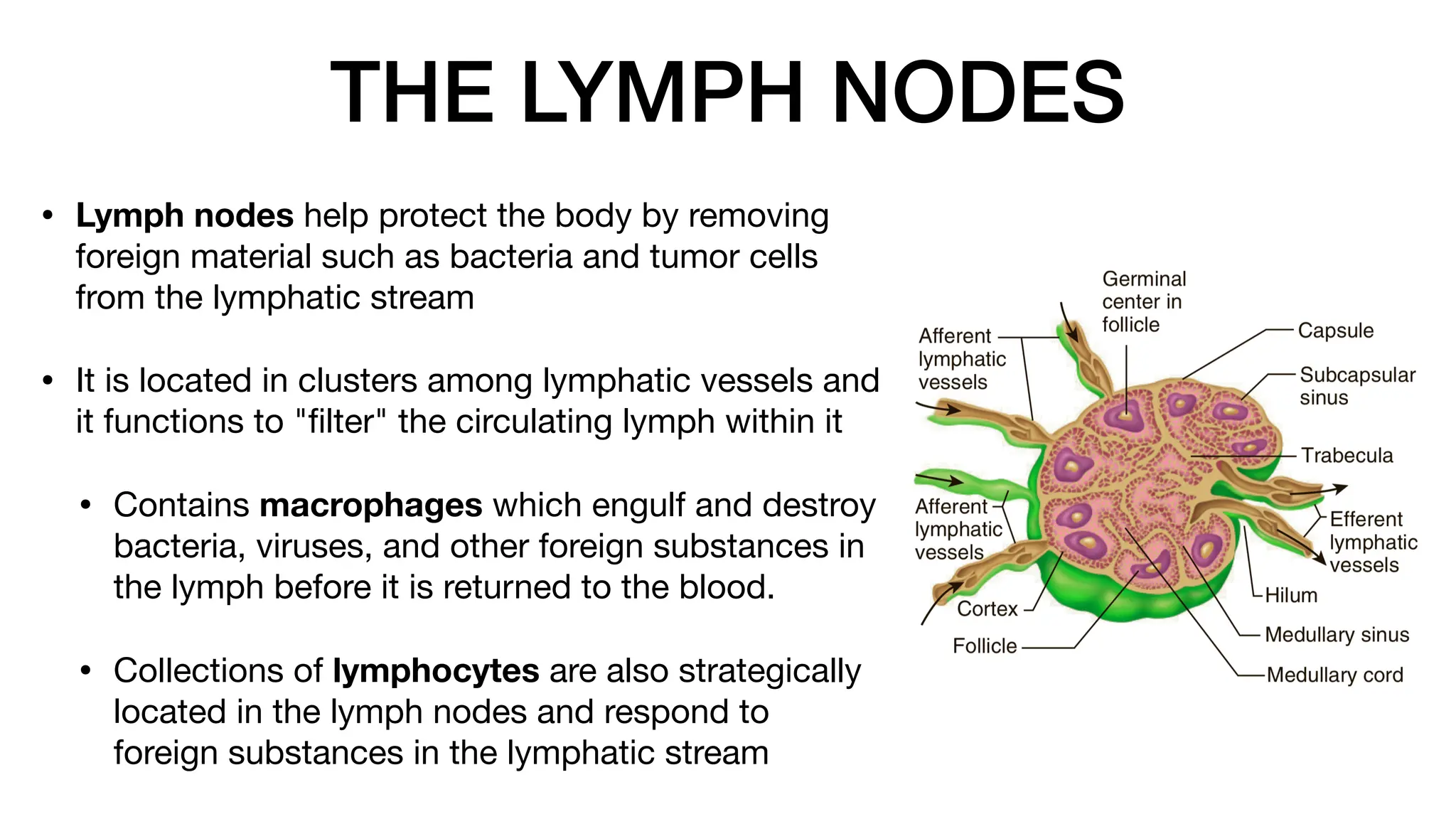 THE LYMPH NODES
• Lymph nodes help protect the body by removing
foreign material such as bacteria and tumor cells
from the lymphatic stream
• It is located in clusters among lymphatic vessels and
it functions to "
fi
lter" the circulating lymph within it
• Contains macrophages which engulf and destroy
bacteria, viruses, and other foreign substances in
the lymph before it is returned to the blood.
• Collections of lymphocytes are also strategically
located in the lymph nodes and respond to
foreign substances in the lymphatic stream
 