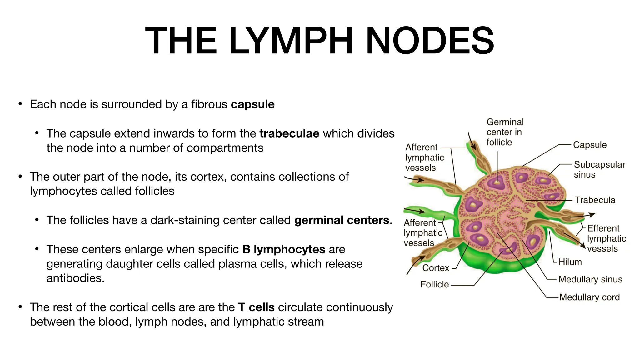 THE LYMPH NODES
• Each node is surrounded by a
fi
brous capsule
• The capsule extend inwards to form the trabeculae which divides
the node into a number of compartments
• The outer part of the node, its cortex, contains collections of
lymphocytes called follicles
• The follicles have a dark-staining center called germinal centers.
• These centers enlarge when speci
fi
c B lymphocytes are
generating daughter cells called plasma cells, which release
antibodies.
• The rest of the cortical cells are are the T cells circulate continuously
between the blood, lymph nodes, and lymphatic stream
 