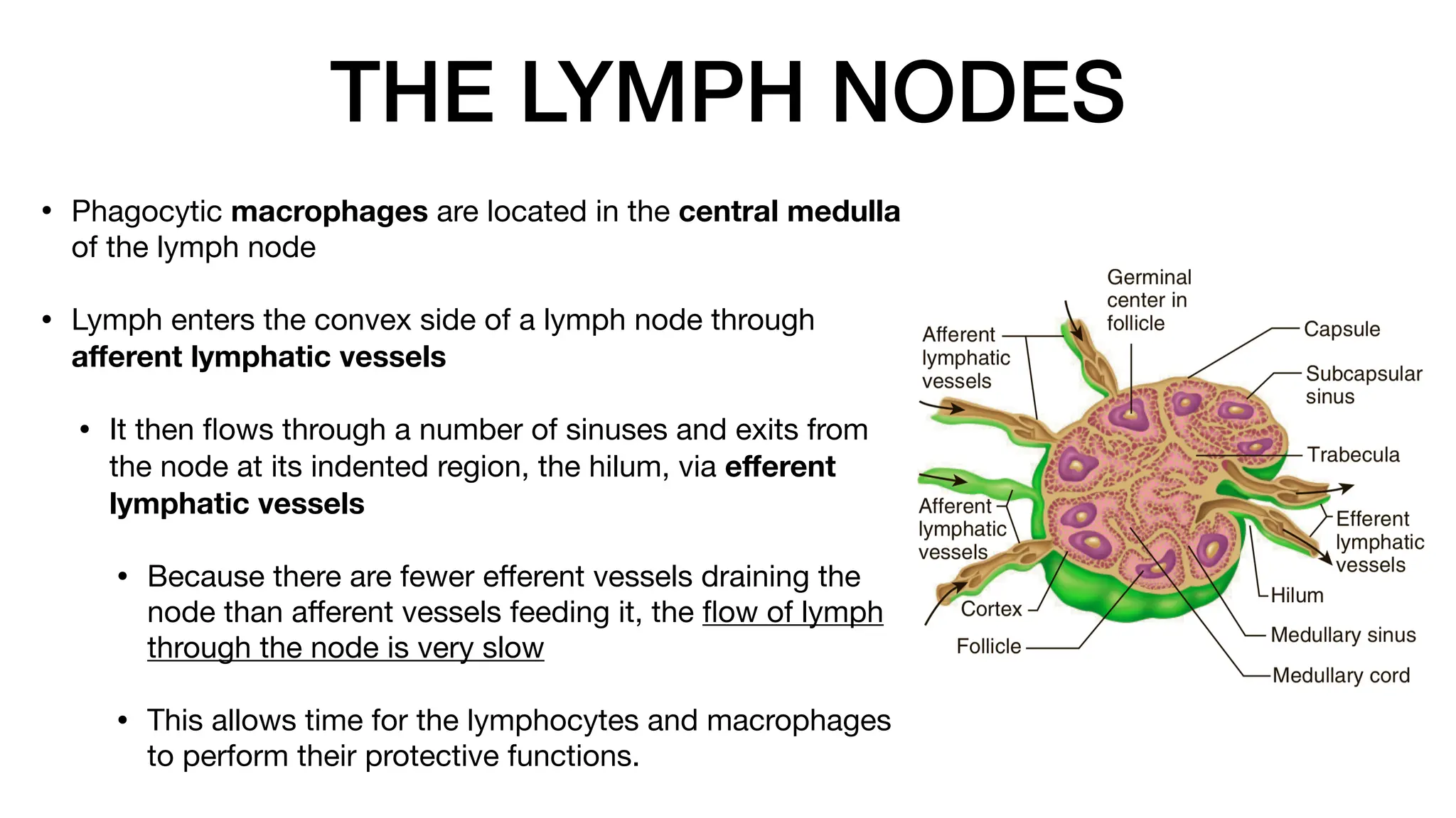 THE LYMPH NODES
• Phagocytic macrophages are located in the central medulla
of the lymph node
• Lymph enters the convex side of a lymph node through
a
ff
erent lymphatic vessels
• It then
fl
ows through a number of sinuses and exits from
the node at its indented region, the hilum, via e
ff
erent
lymphatic vessels
• Because there are fewer e
ff
erent vessels draining the
node than a
ff
erent vessels feeding it, the
fl
ow of lymph
through the node is very slow
• This allows time for the lymphocytes and macrophages
to perform their protective functions.
 