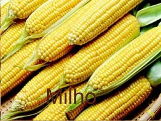 Trigo
CevadaMilho
Turma 7º C
 