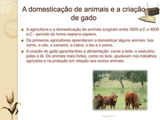 A domesticação de animais e a criação
de gado
A agricultura e a domesticação de animais surgiram entre 3500 a.C e 4000
a.C - período do homo sapiens sapiens.
Os primeiros agricultores aprenderam a domesticar alguns animais, tais
como, o cão, o carneiro, a cabra, o boi e o porco.
A criação do gado garantia-lhes a alimentação: carne e leite; o vestuário:
peles e lã. Os animais mais fortes, como os bois, ajudavam nos trabalhos
agrícolas e na proteção em relação aos outros animais.
Turma 7º C
 