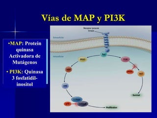 MELANOMA: IncidenciaUSA: 108,230 casos 2007.USA: 8000 muertes en 2007.48,290 in situ y 59,940 invasivos.American Academy of Dermatology. 2007 melanoma fact sheet 