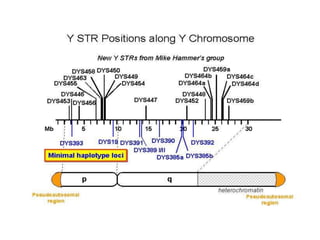 Y STR Haplotype Databases in Forensic Science.pptx