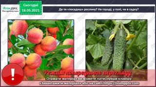 1 клас. НУШ. Я досліджую світ. Грущинська. Урок 140