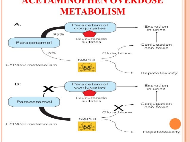 liver paracetamol rhizome Hepatoprotective Rhodiola of imbricata effect