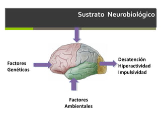 Sustrato Neurobiológico

Desatención
Hiperactividad
Impulsividad

Factores
Genéticos

Factores
Ambientales

 
