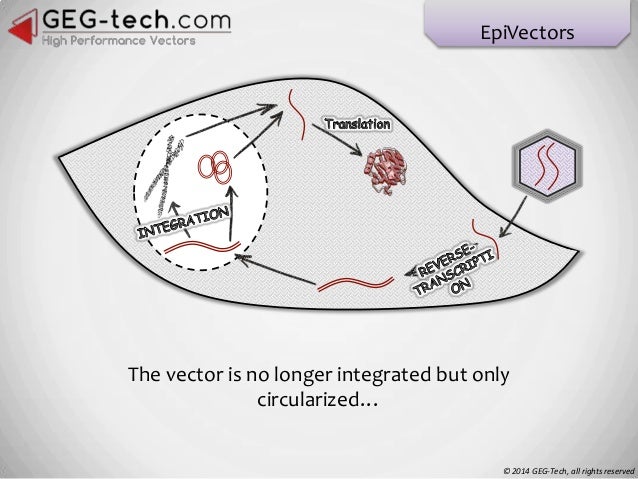 Three types of Lentiviral Vectors - by GEG-tech.com