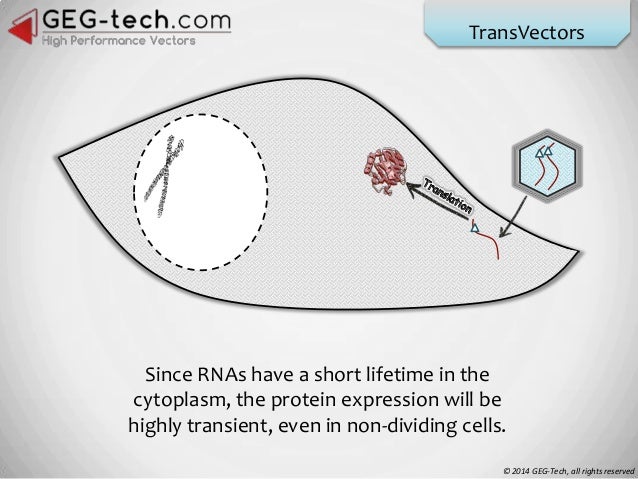 Three types of Lentiviral Vectors - by GEG-tech.com