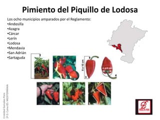Pimiento del Piquillo de Lodosa

Cristóbal González Pons
2º D. Cuina IES. MEDITERRÀNIA

Los ocho municipios amparados por el Reglamento:
•Andosilla
•Azagra
•Cárcar
•Lerín
•Lodosa
•Mendavia
•San Adrián
•Sartaguda

 