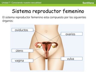 Unidad 7: Conociendo nuestra sexualidad Santillana
Sistema reproductor femenino
El sistema reproductor femenino esta compuesto por los siguientes
órganos:
oviductos
ovarios
útero
vagina
vulva
 