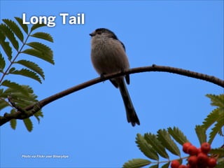 Long Tail

Photo via Flickr user BinaryApe

 