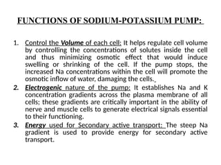 FUNCTIONS OF SODIUM-POTASSIUM PUMP:
1. Control the Volume of each cell: It helps regulate cell volume
by controlling the concentrations of solutes inside the cell
and thus minimizing osmotic effect that would induce
swelling or shrinking of the cell. If the pump stops, the
increased Na concentrations within the cell will promote the
osmotic inflow of water, damaging the cells.
2. Electrogenic nature of the pump: It establishes Na and K
concentration gradients across the plasma membrane of all
cells; these gradients are critically important in the ability of
nerve and muscle cells to generate electrical signals essential
to their functioning.
3. Energy used for Secondary active transport: The steep Na
gradient is used to provide energy for secondary active
transport.
 