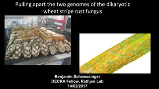 Pulling apart the two genomes of the dikaryotic
wheat stripe rust fungus
Benjamin Schwessinger
DECRA Fellow, Rathjen Lab
14/02/2017
 