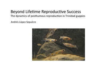 Beyond 
Life+me 
Reproduc+ve 
Success 
The 
dynamics 
of 
posthumous 
reproduc+on 
in 
Trinidad 
guppies 
Andrés 
López-­‐Sepulcre 
 