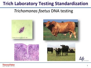 1Proprietary & Confidential
Trich Laboratory Testing Standardization
Trichomonas foetus DNA testing
Proper & Confidential
 