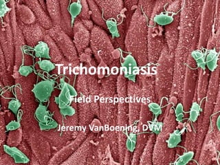 Trichomoniasis
Field Perspectives
Jeremy VanBoening, DVM
 