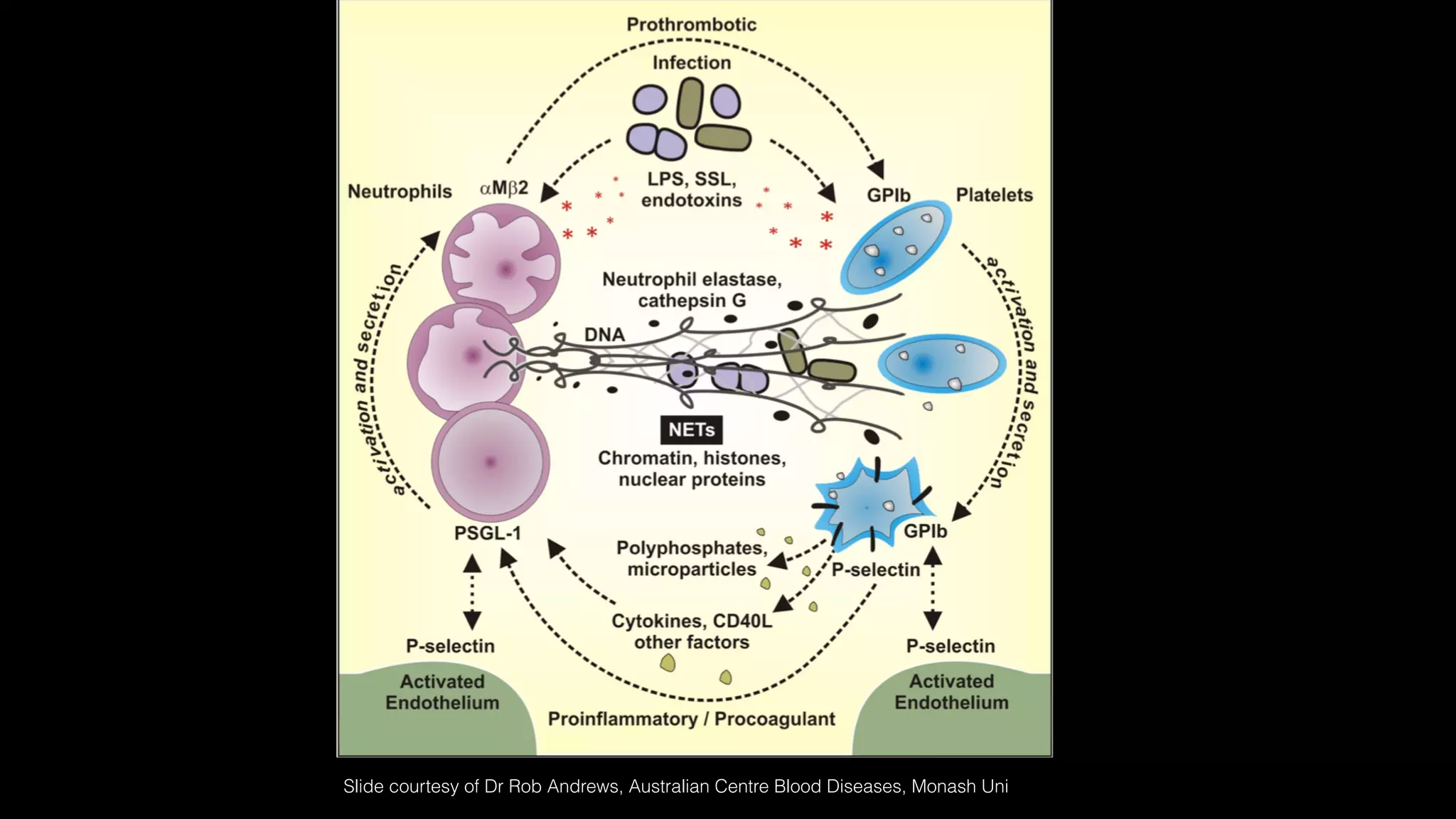 Slide courtesy of Dr Rob Andrews, Australian Centre Blood Diseases, Monash Uni
 