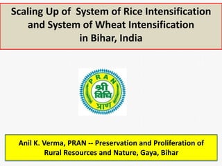 Scaling Up of System of Rice Intensification 
and System of Wheat Intensification 
in Bihar, India 
Anil K. Verma, PRAN -- Preservation and Proliferation of 
Rural Resources and Nature, Gaya, Bihar 
 