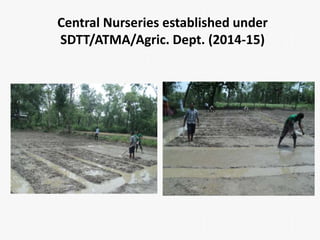 Central Nurseries established under 
SDTT/ATMA/Agric. Dept. (2014-15) 
 