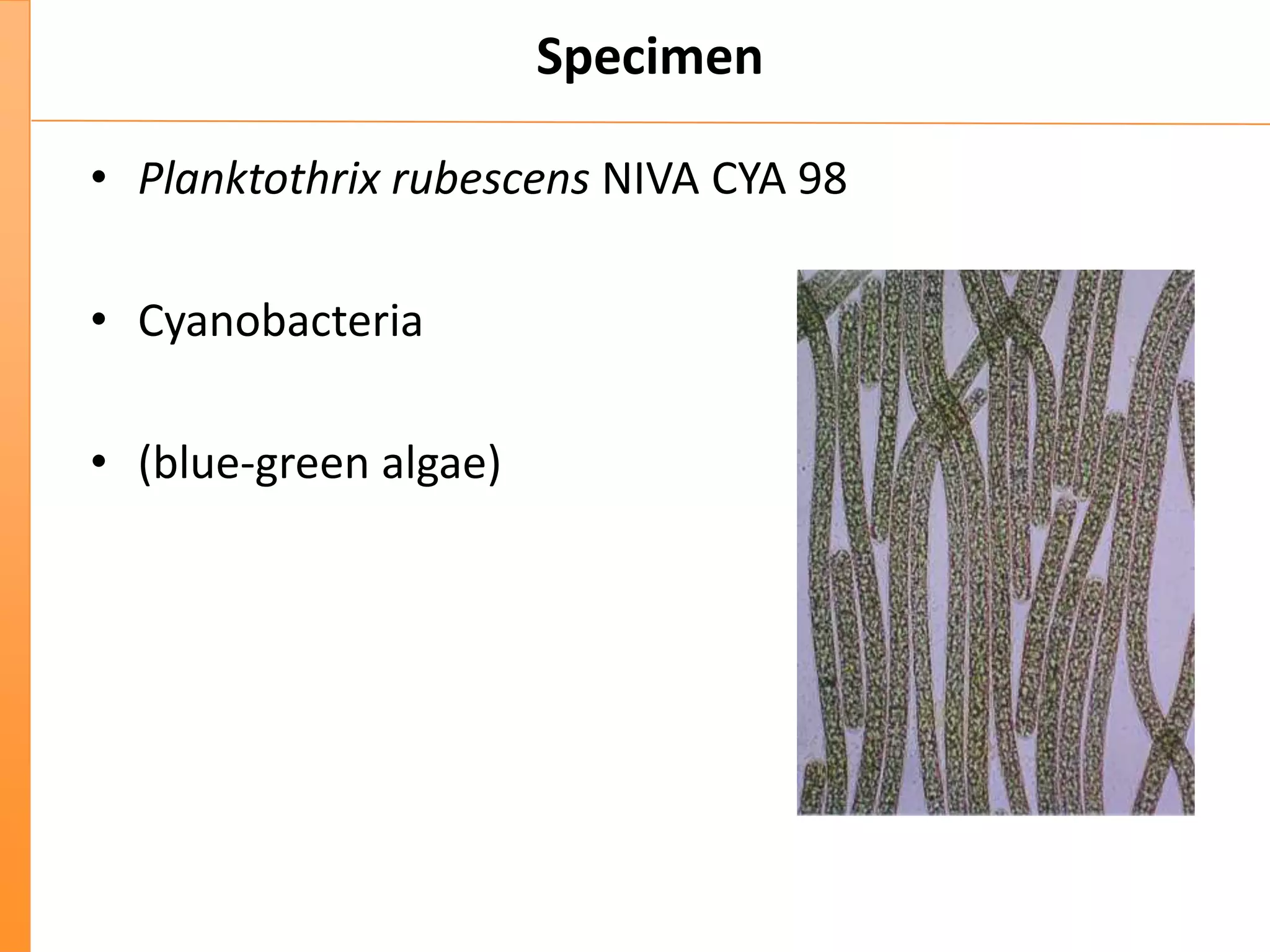 Specimen
• Planktothrix rubescens NIVA CYA 98
• Cyanobacteria
• (blue-green algae)