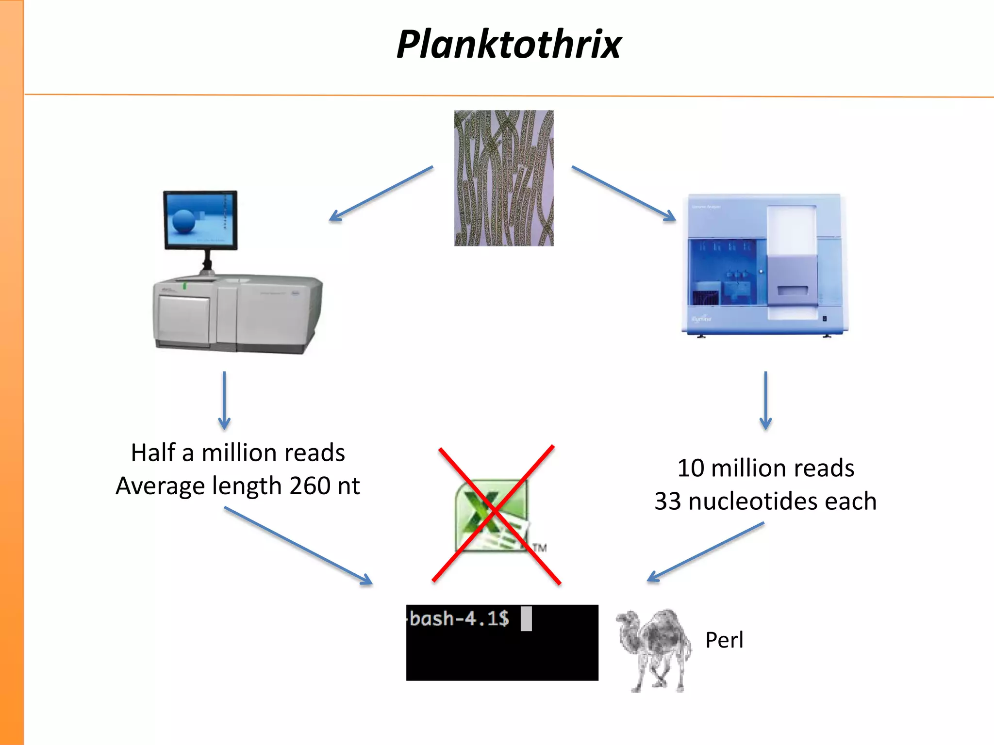 Planktothrix
Half a million reads
Average length 260 nt
10 million reads
33 nucleotides each
Perl