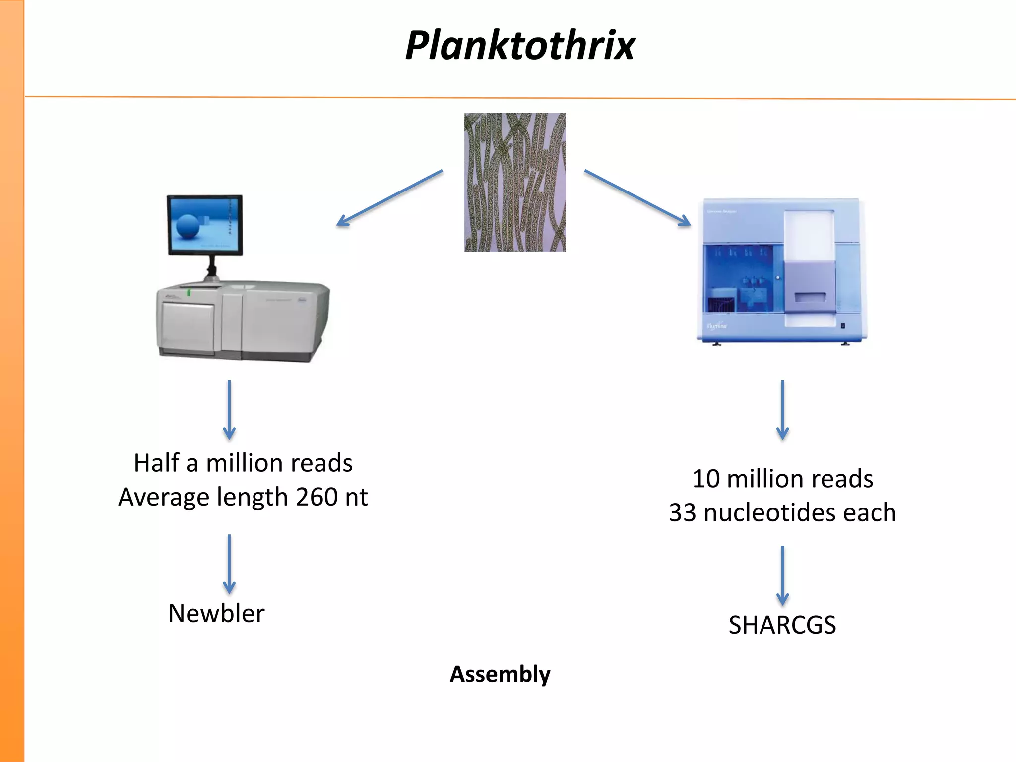 Planktothrix
Newbler SHARCGS
Assembly
Half a million reads
Average length 260 nt
10 million reads
33 nucleotides each