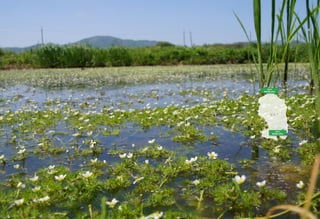 강 화 도
당산리
매화마름 군락지
초지리
매화마름 군락지
 