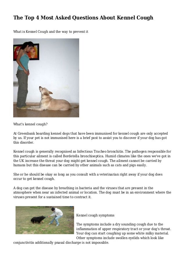 The Top 4 Most Asked Questions About Kennel Cough The Top 4 Most Asked Questions About Kennel Cough