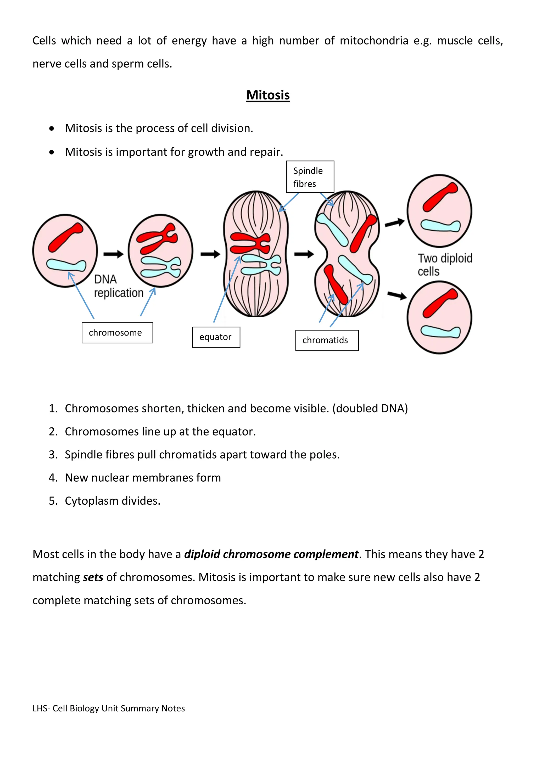 LHS- Cell Biology Unit Summary Notes
Cells which need a lot of energy have a high number of mitochondria e.g. muscle cells,
nerve cells and sperm cells.
Mitosis
 Mitosis is the process of cell division.
 Mitosis is important for growth and repair.
1. Chromosomes shorten, thicken and become visible. (doubled DNA)
2. Chromosomes line up at the equator.
3. Spindle fibres pull chromatids apart toward the poles.
4. New nuclear membranes form
5. Cytoplasm divides.
Most cells in the body have a diploid chromosome complement. This means they have 2
matching sets of chromosomes. Mitosis is important to make sure new cells also have 2
complete matching sets of chromosomes.
equator
chromosome
chromatids
Spindle
fibres
 